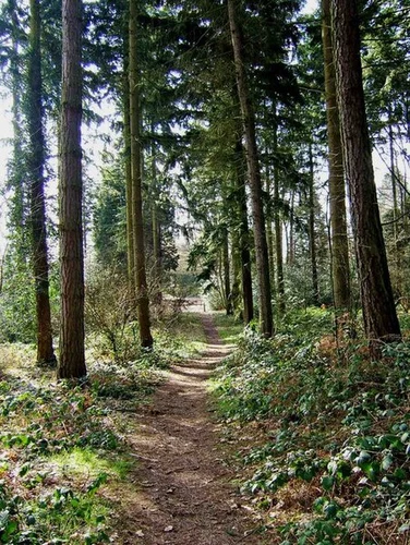 Kingsford Forest Park Loop