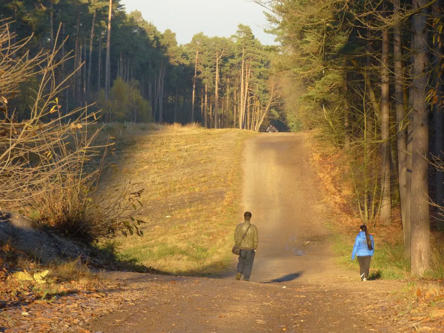 An image depicting the trail Swinley Forest Walk and its surrounding area.