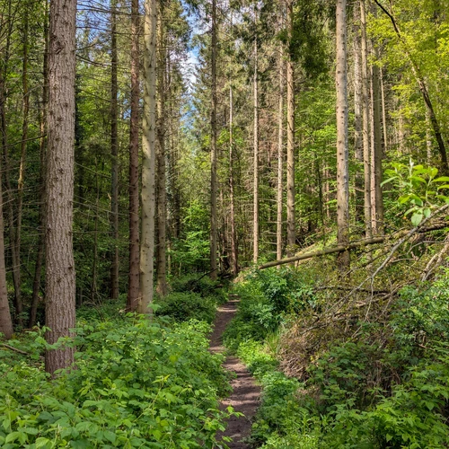 Barnard Castle to Lartington Circular Walk