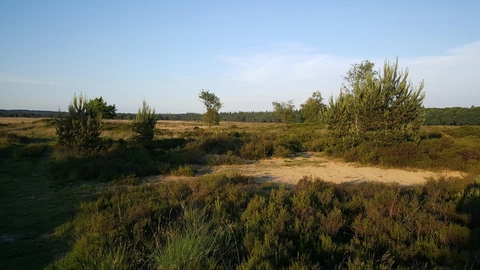 Nieuw Reemst and Oud Reemsterhei Loop
