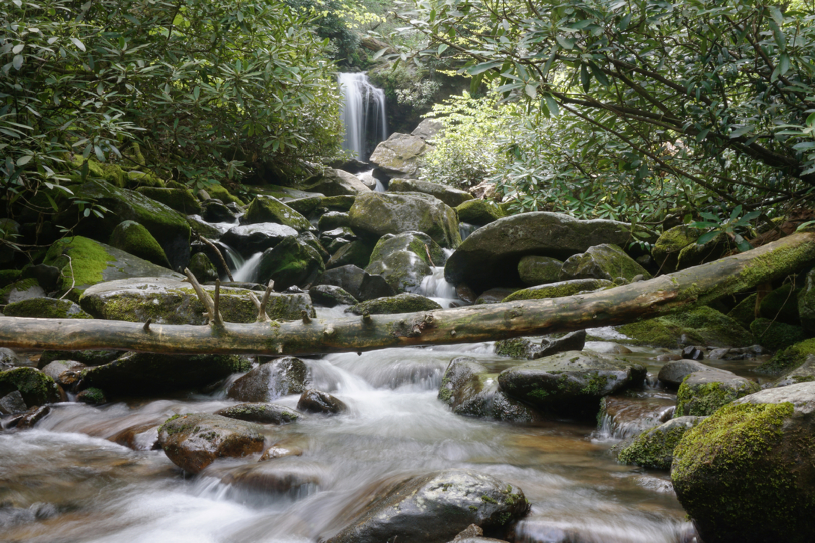 An image depicting the trail Trillium Gap to Grotto Falls Trail and its surrounding area.