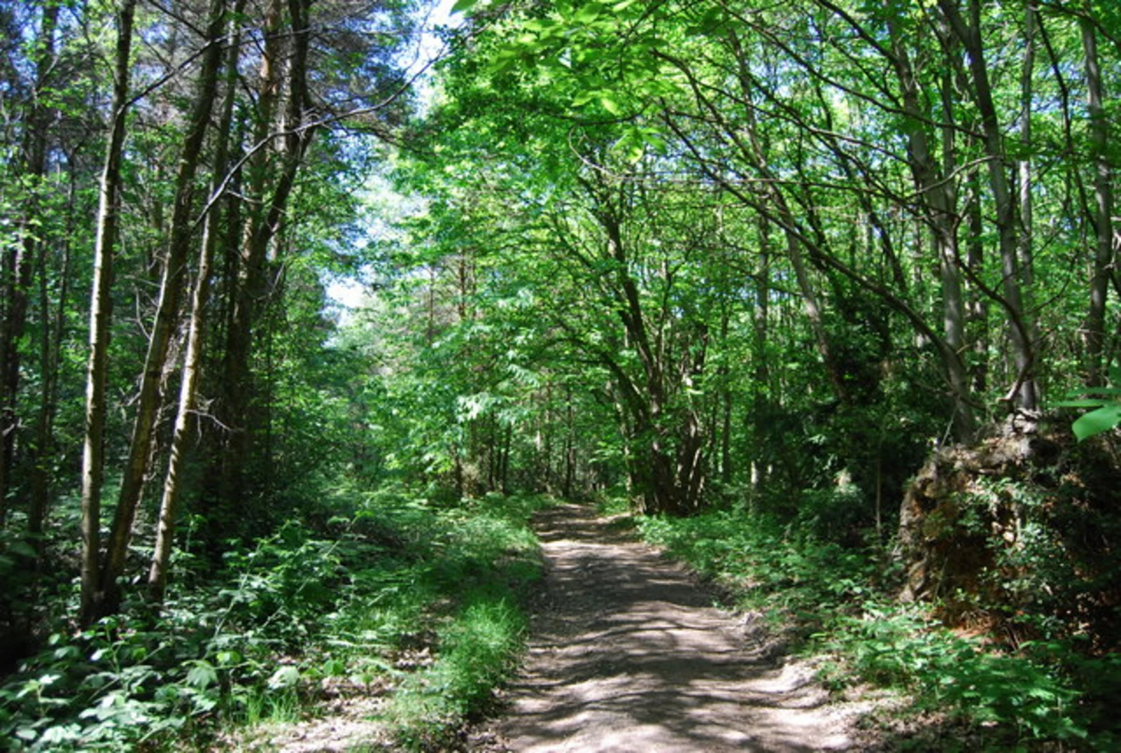 An image depicting the trail Mereworth Woods Loop - Offham and its surrounding area.