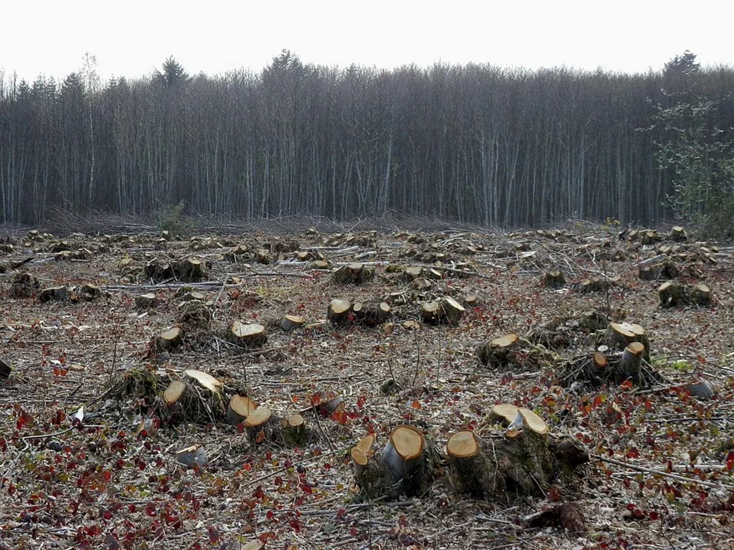 An image depicting the trail Rewell Wood Walk and its surrounding area.