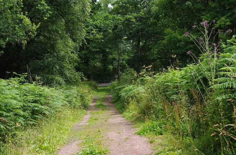 Chaddesley Wood and Santery Hill Wood Loop