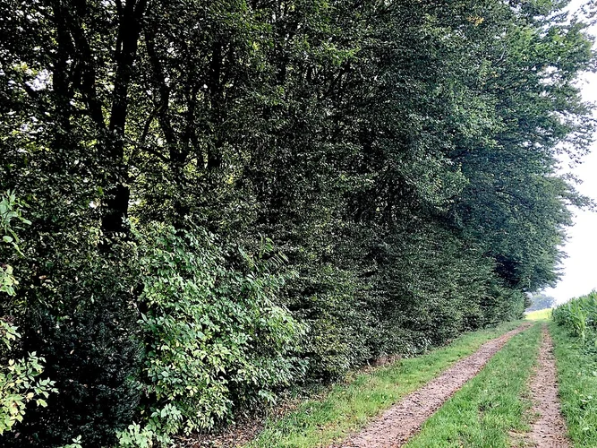Lennep Loop