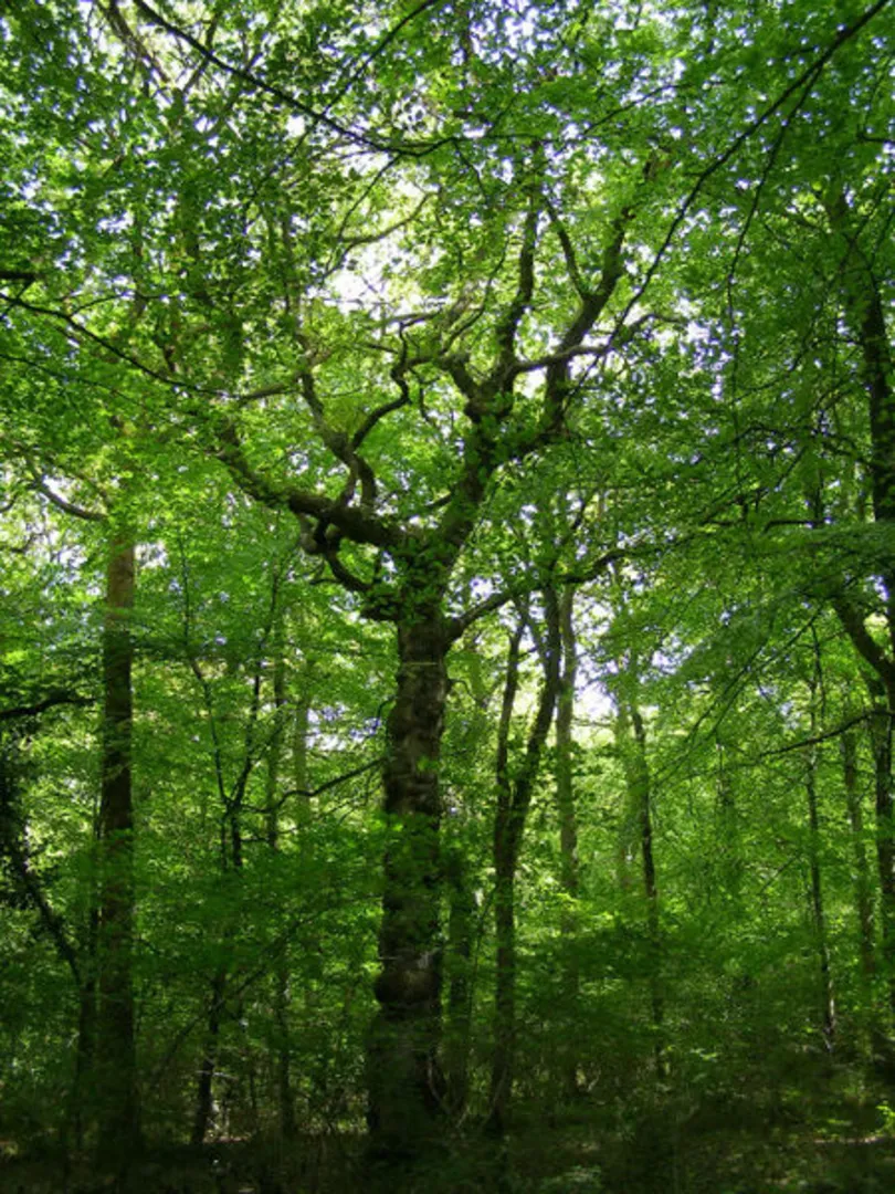 An image depicting the trail Keeping Copse, High Wood and Burnt Oak Copse and its surrounding area.