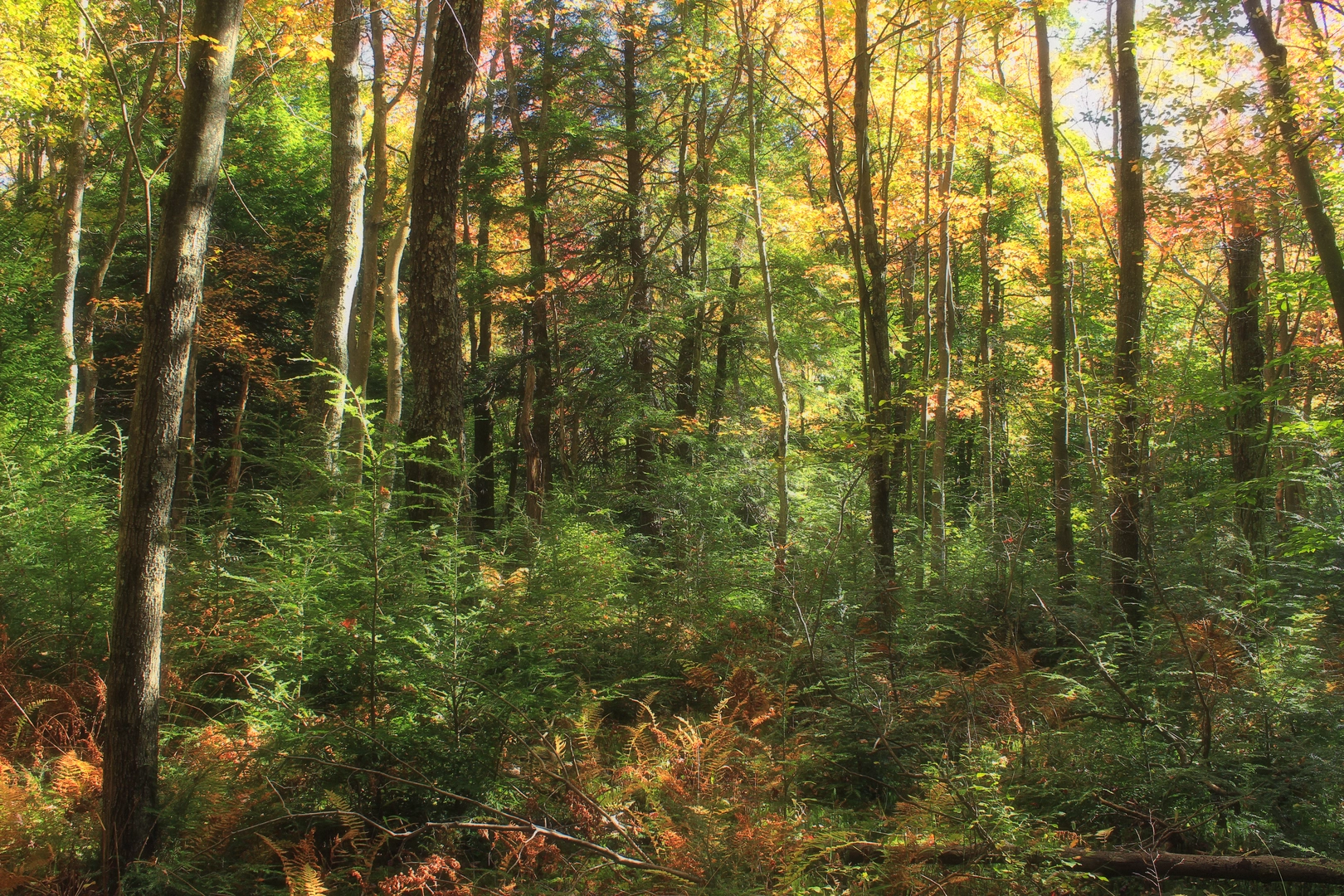 An image depicting the trail Shrub Swamp Trail Loop and its surrounding area.