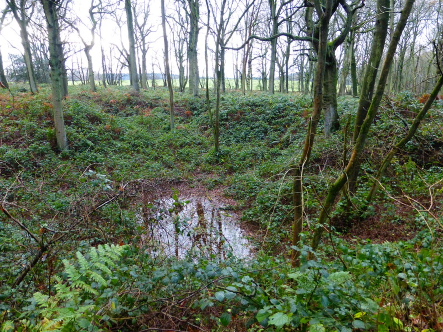An image depicting the trail Brick Kiln Copse and Preston Oak Hills Loop and its surrounding area.