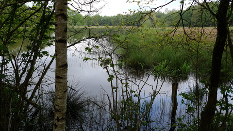 Zandveen, Witte Veen and Westenenk Loop