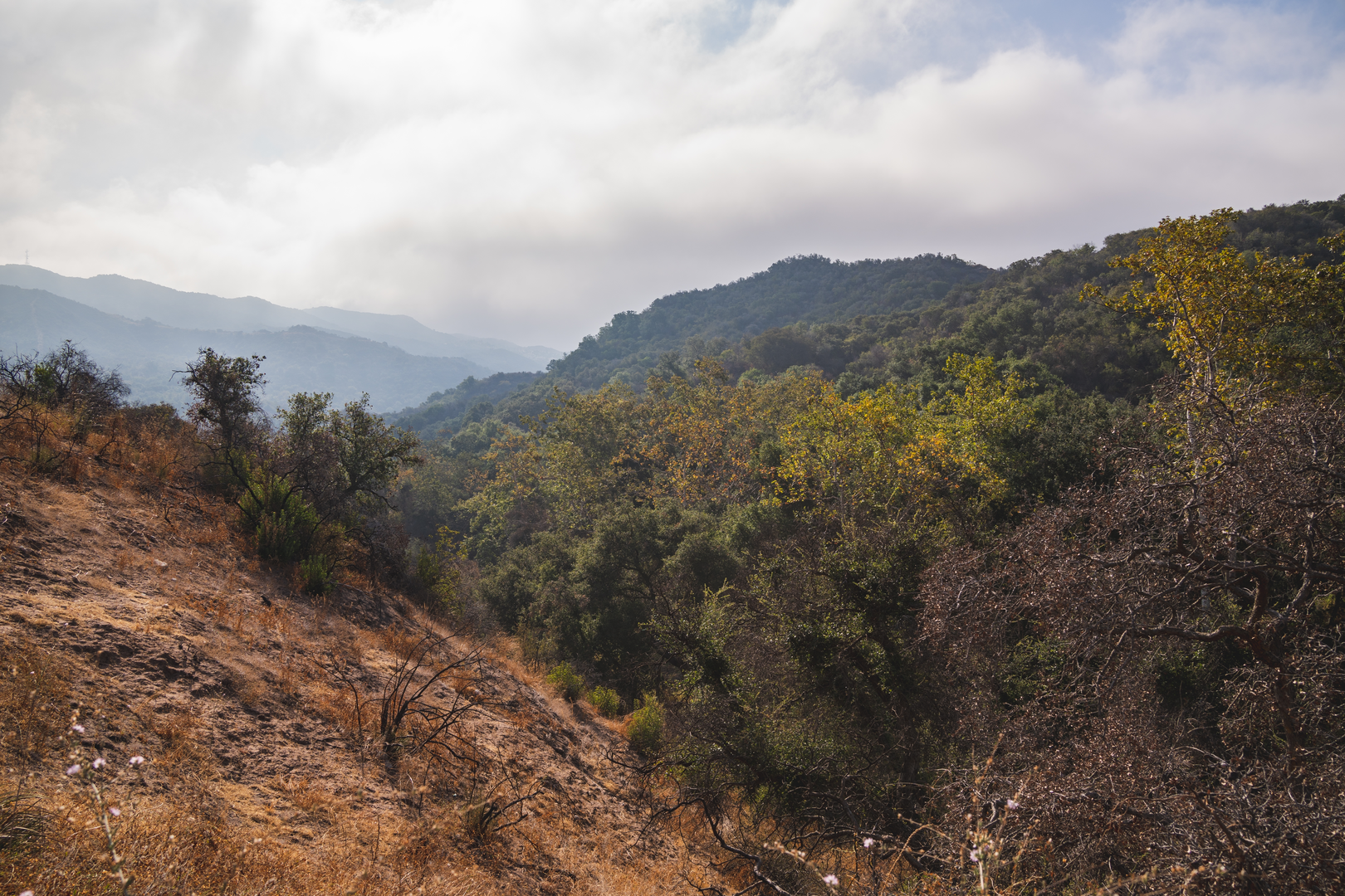 An image depicting the trail East Topanga Fire Road and its surrounding area.