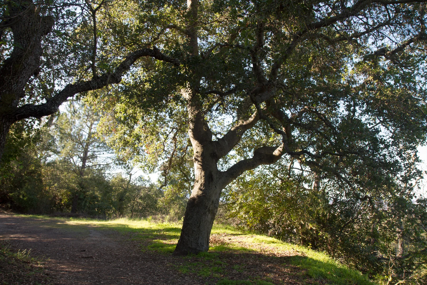 An image depicting the trail Santa Rosa and Valley View Loop Trail and its surrounding area.