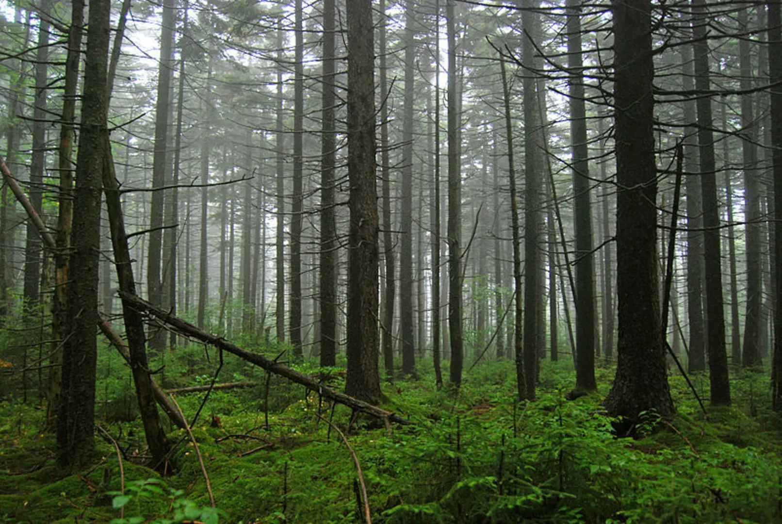 An image depicting the trail Laurelly Branch Trail via Birchlog Trail and its surrounding area.