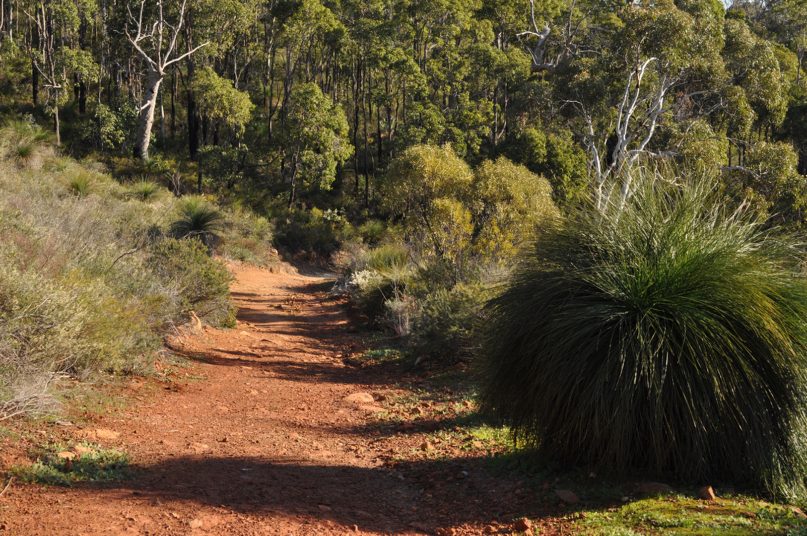 An image depicting the trail Xanthorrhoea Trail and its surrounding area.