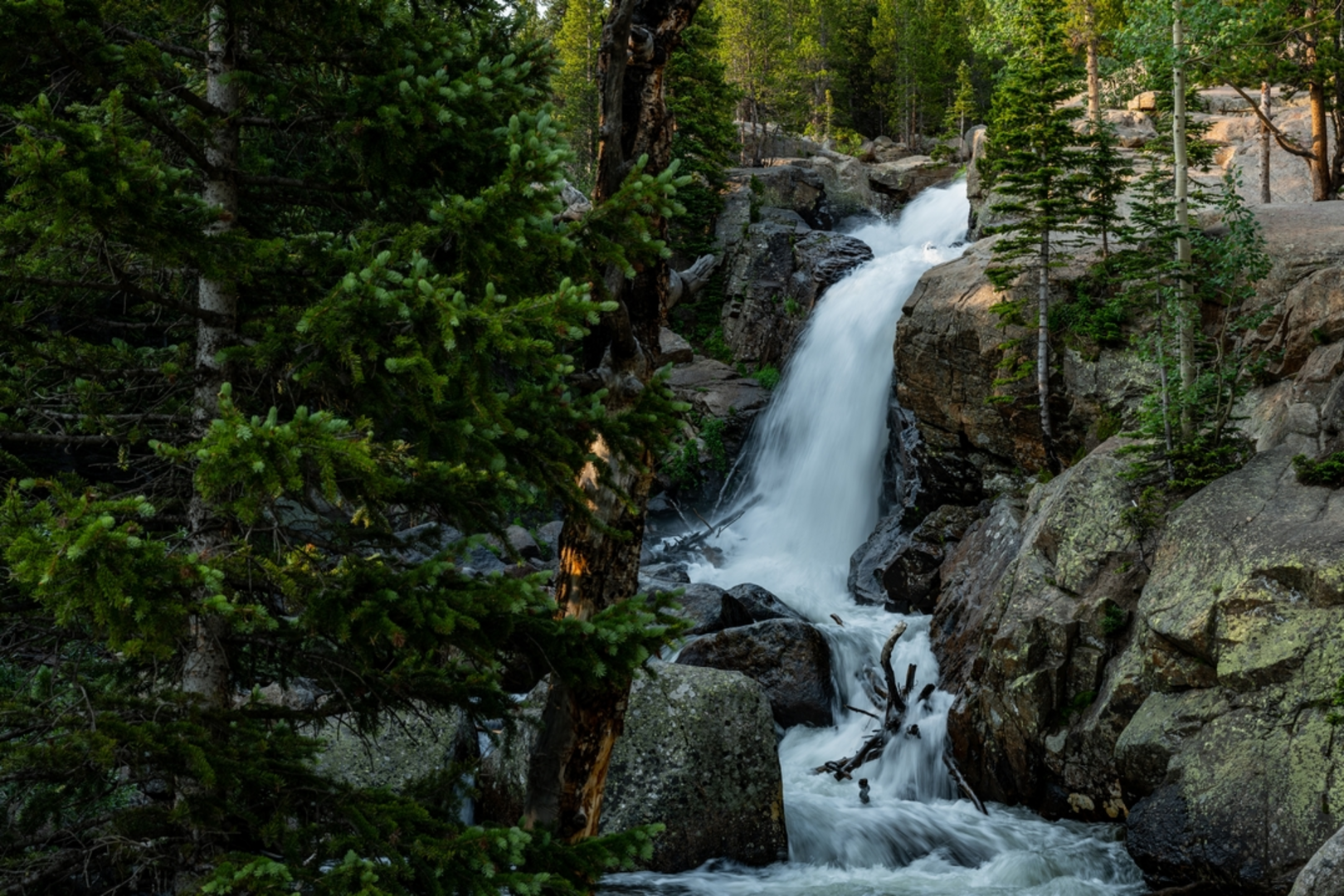 An image depicting the trail Timberline Falls Trail and its surrounding area.