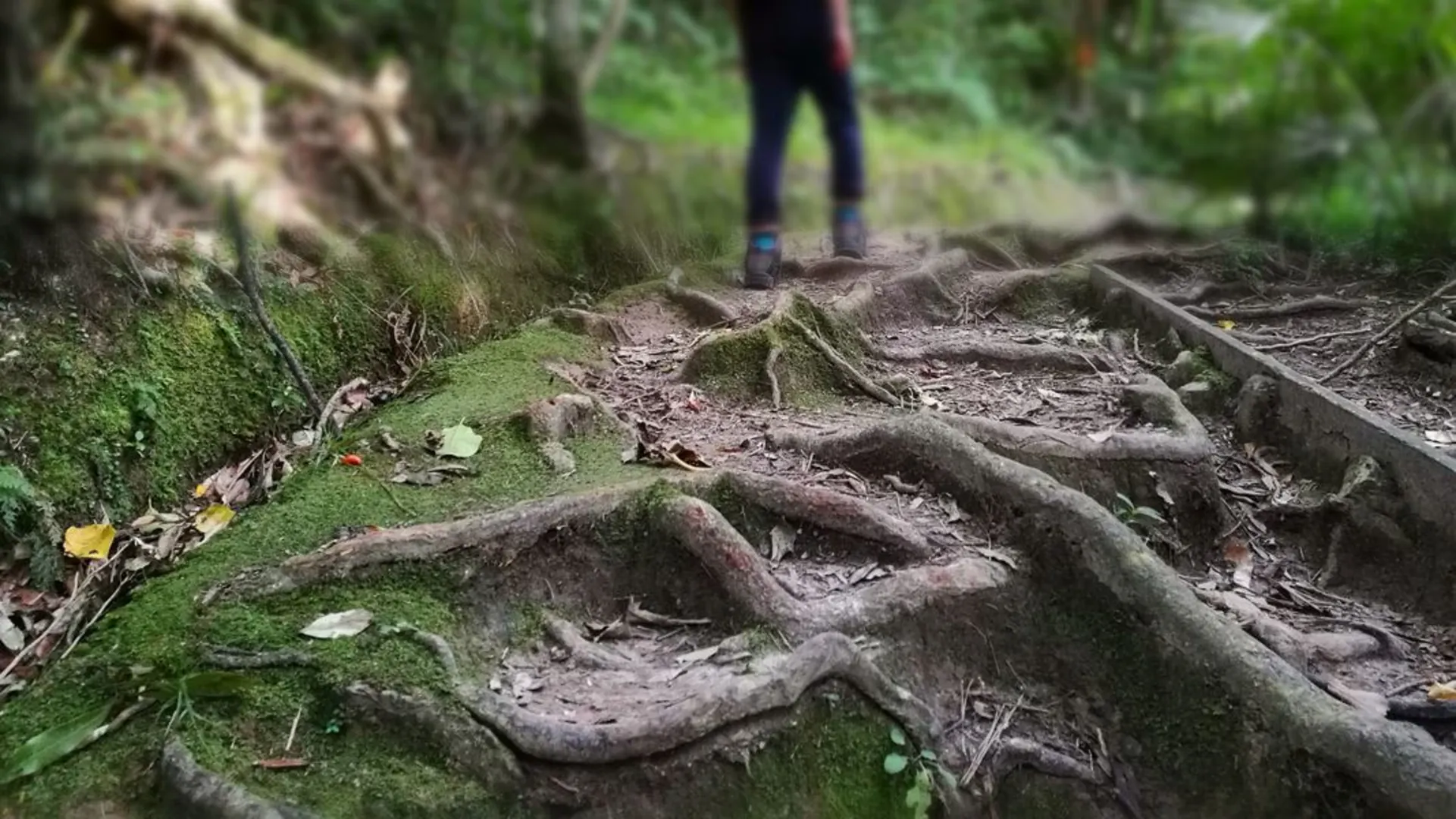 An image depicting the trail Parata Tramping Track and its surrounding area.