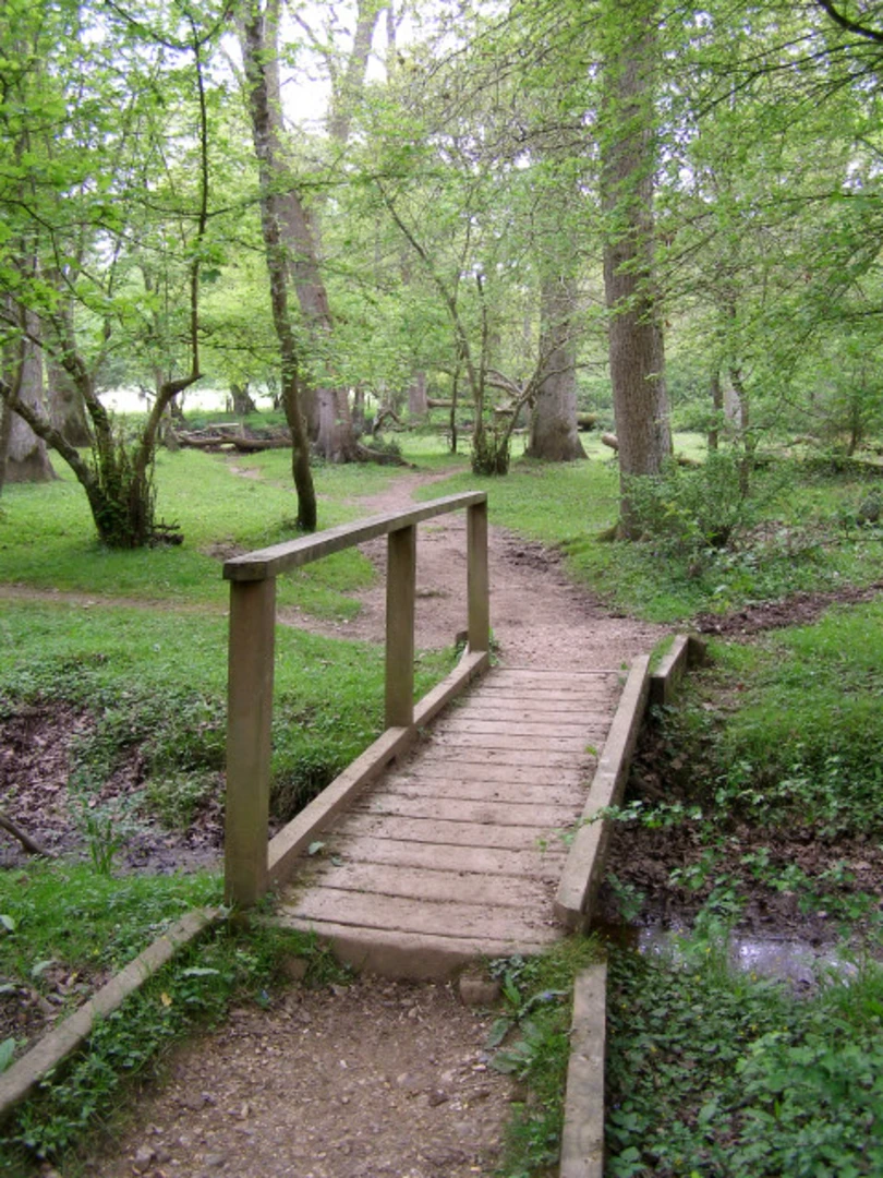 An image depicting the trail Brockenhurst to Dilton Loop via Royden Woods Nature Reserve and its surrounding area.
