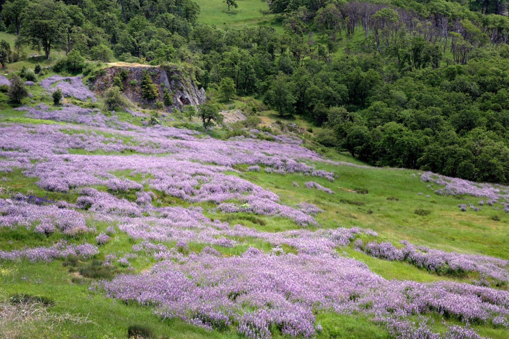 An image depicting the trail Dolason Prairie Trail and its surrounding area.