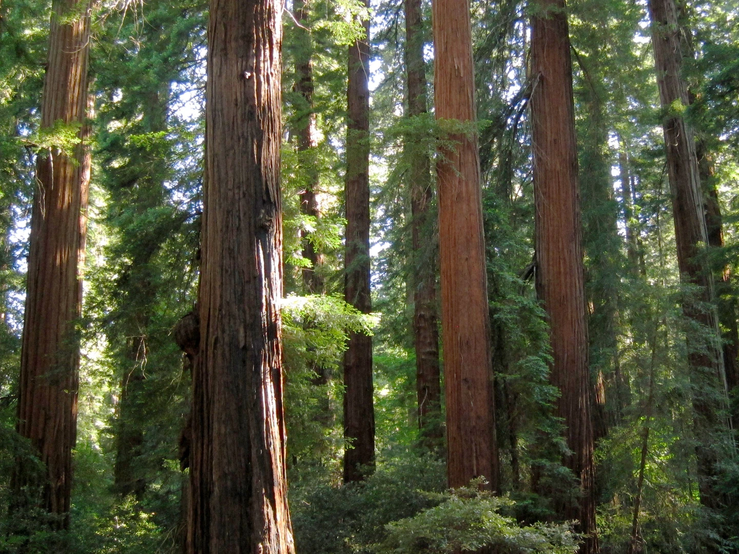 An image depicting the trail Grove Nature Trail and Lookout Point Trail and its surrounding area.