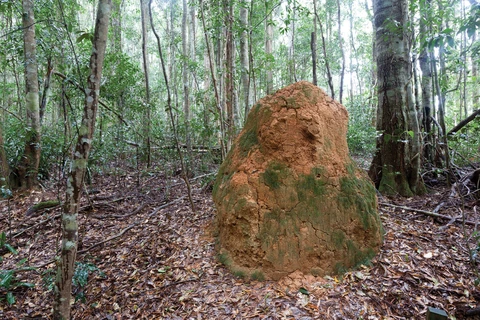 Mobong Track
