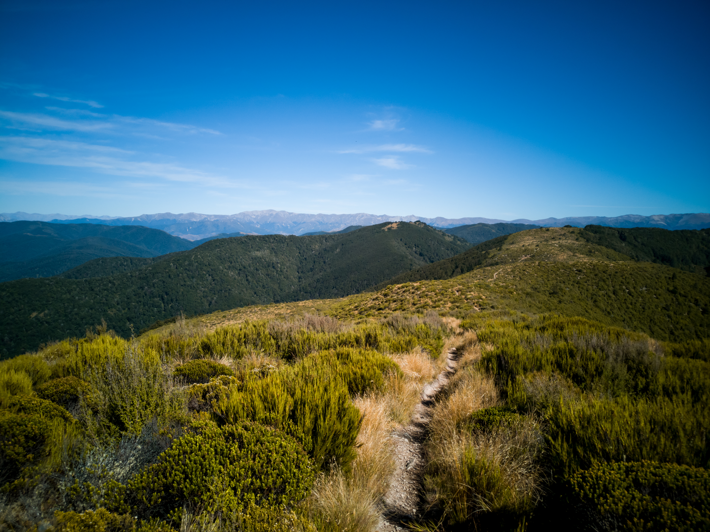 An image depicting the trail Mount Thomas via Summit Track and its surrounding area.