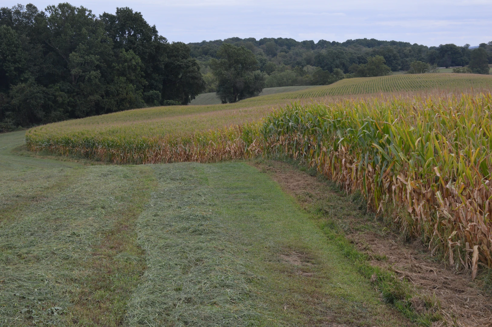 An image depicting the trail Cheslen Preserve - Red and Purple Loop Trail - Glenhall and its surrounding area.