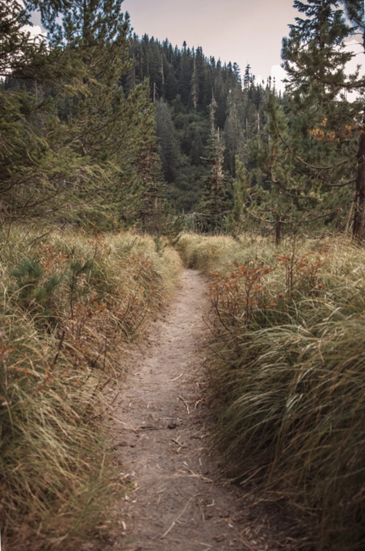 An image depicting the trail Toutle Trail and its surrounding area.