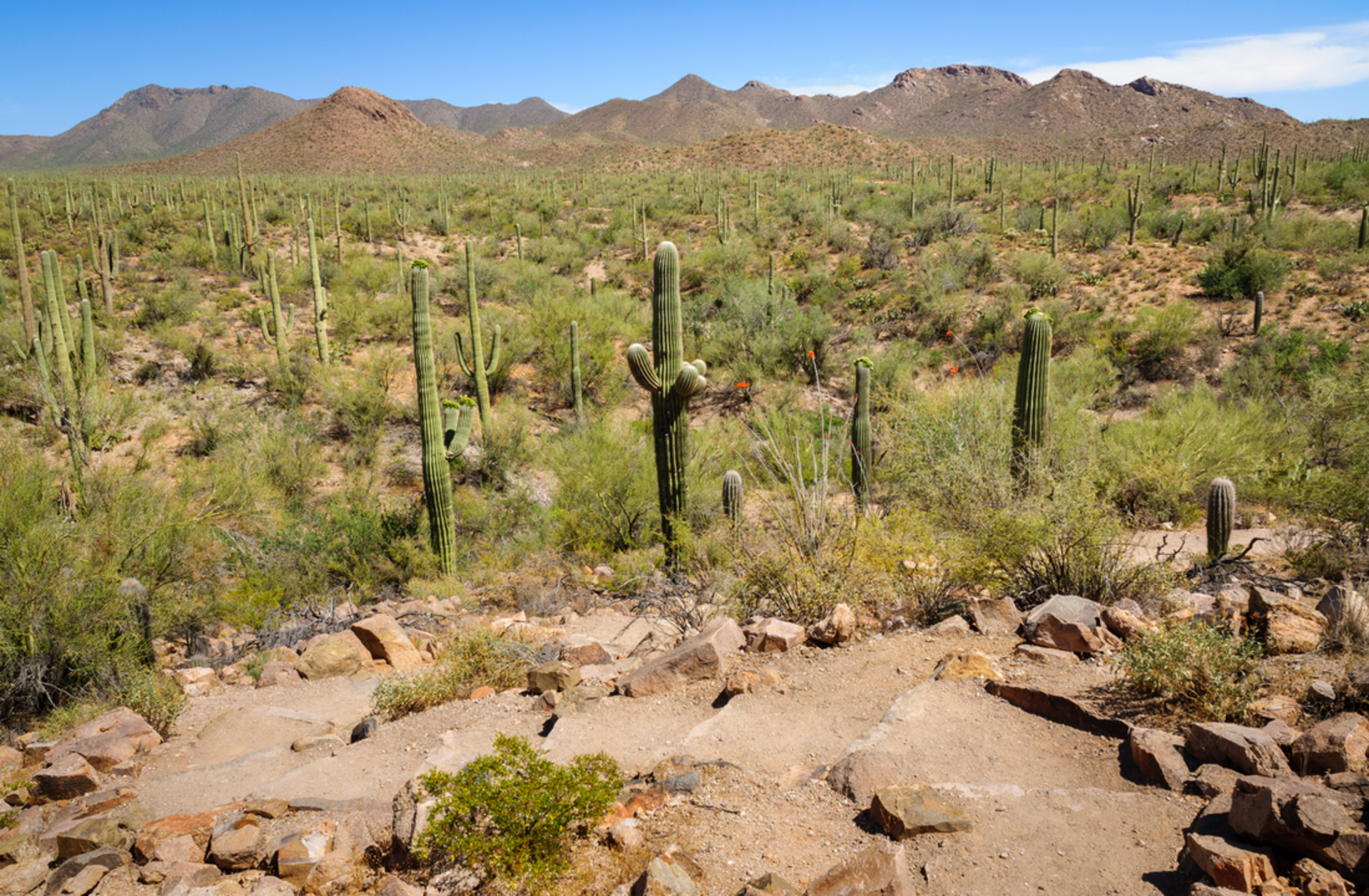 An image depicting the trail Deerhead Spring via Miller Creek and Heartbreak Ridge Trail and its surrounding area.