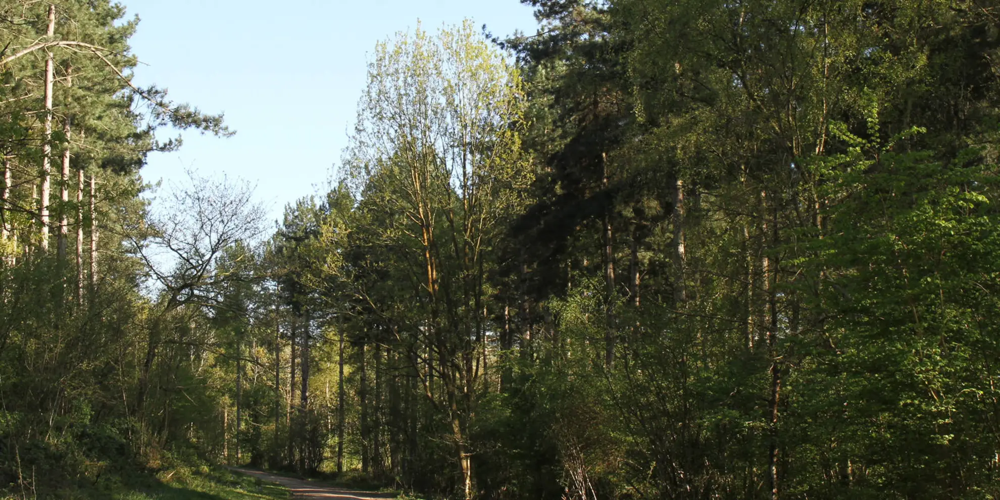An image depicting the trail Arden Way and its surrounding area.