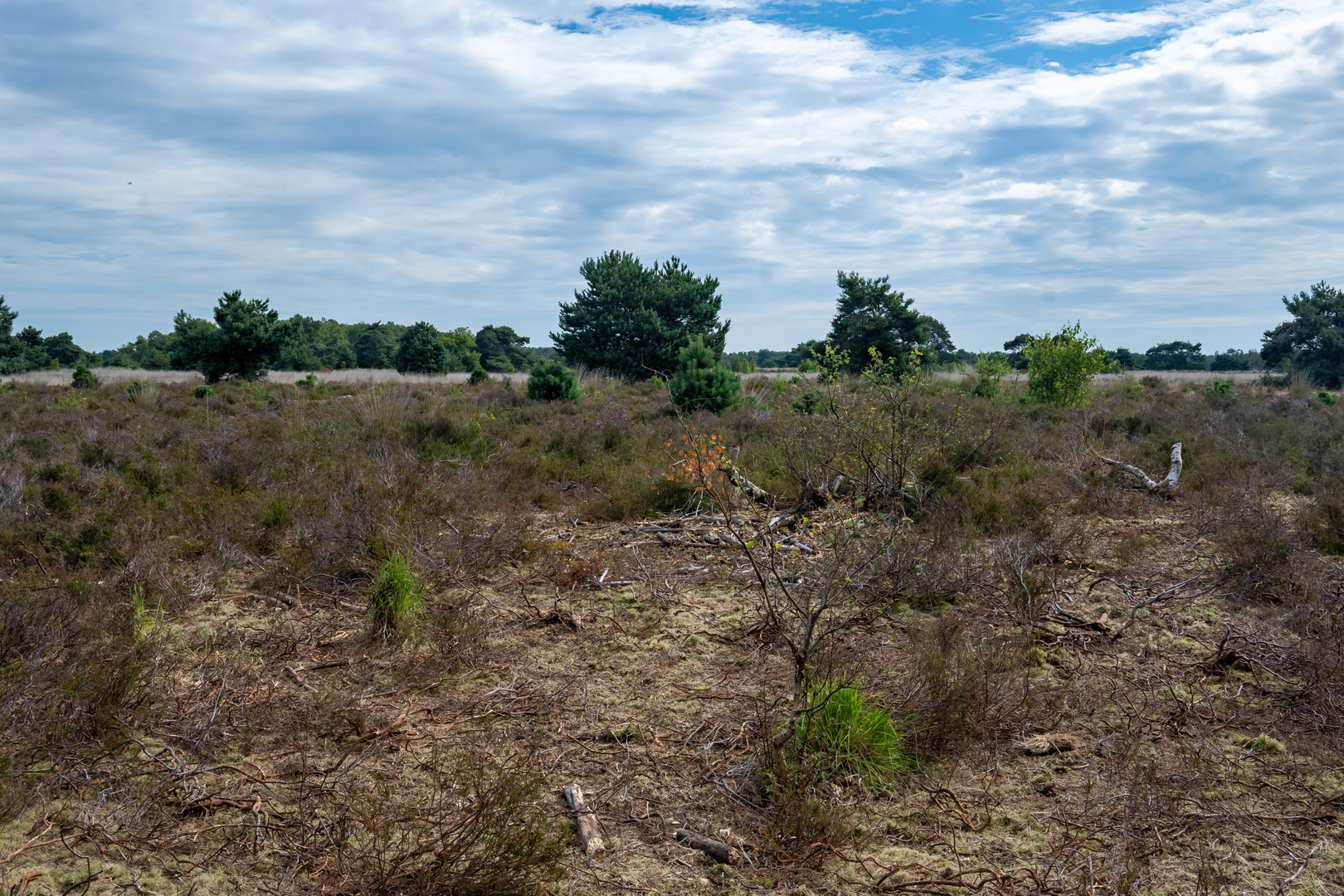 An image depicting the trail Cartierheide, De Kempem, De groote Cirkel, Beleven and De Uitwijk Loop and its surrounding area.