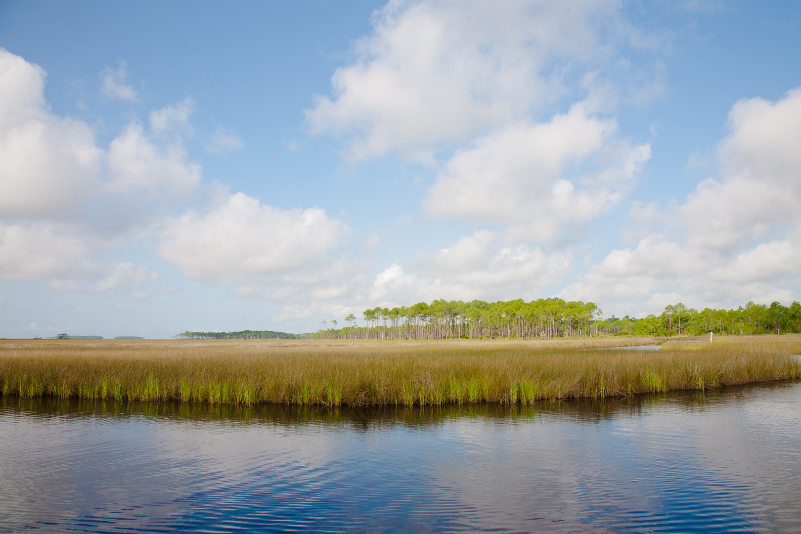 An image depicting the trail Longleaf Trace Trail and its surrounding area.