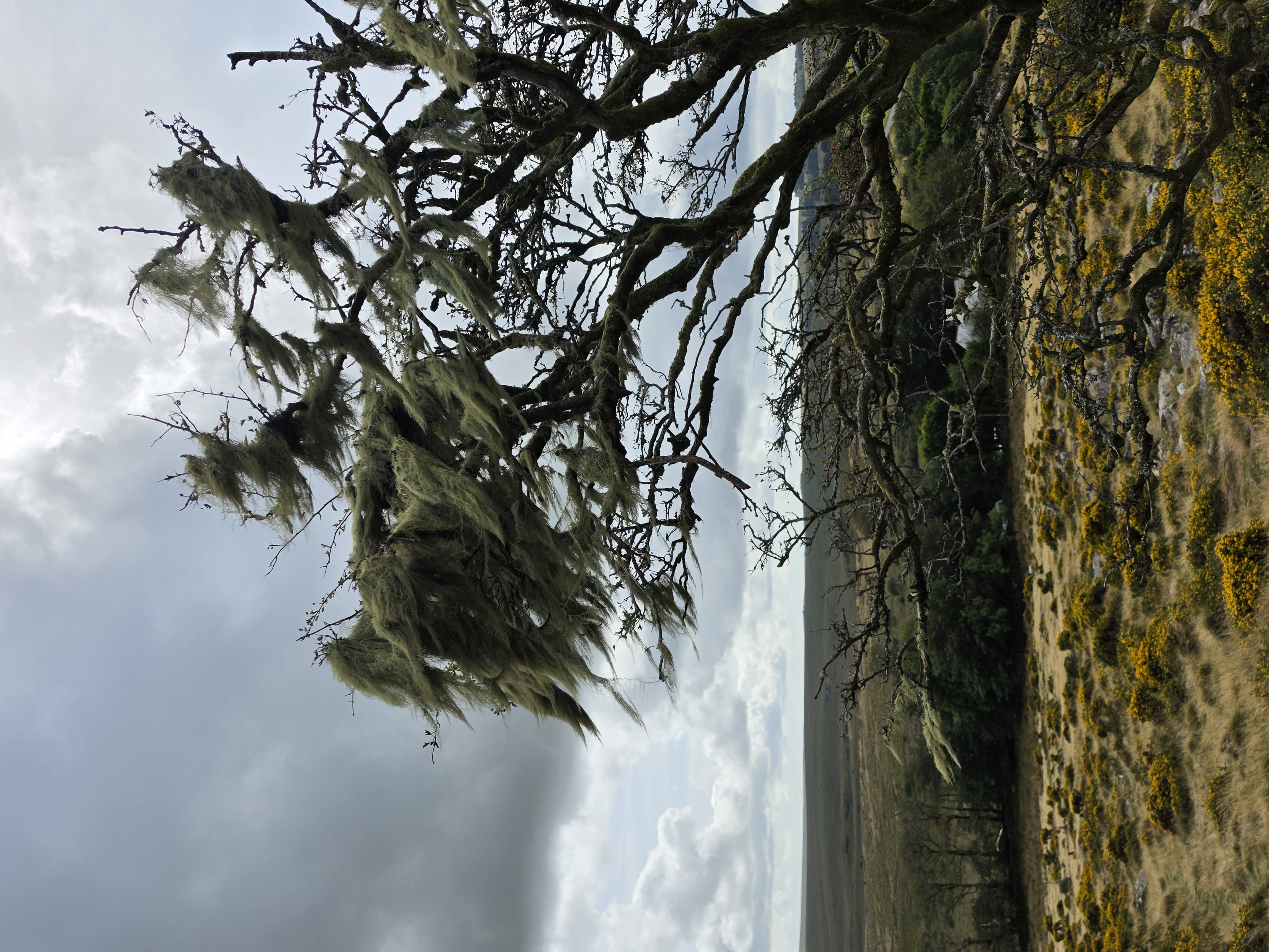 A map preview of the recording Witsman wood.