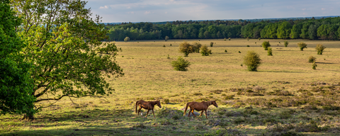 Deelense Veld, Zeven Kolken and Oud Reemsterhei via Roekelse Bosweg and Otterloseweg