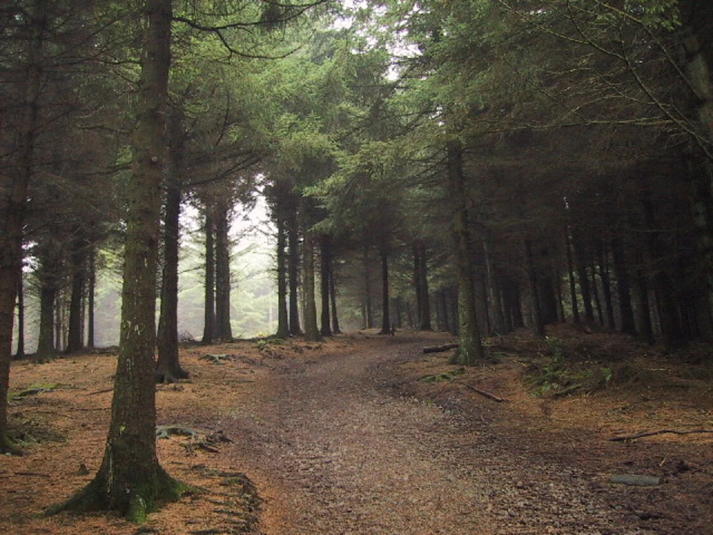 An image depicting the trail Beacon Fell Country Park, Brook Mill and Inglewhite Loop and its surrounding area.