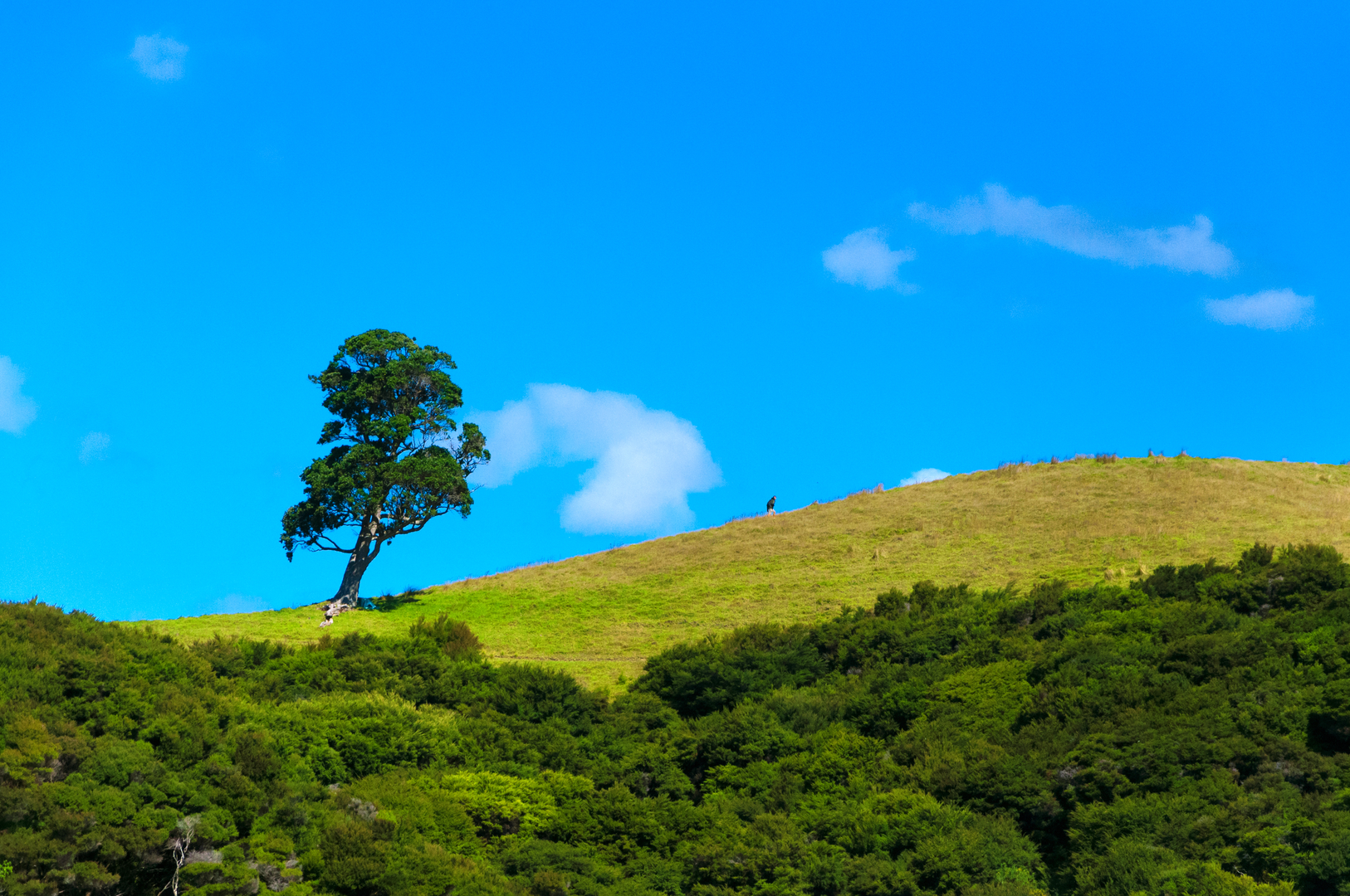 An image depicting the trail Urupukapuka Island Walk and its surrounding area.