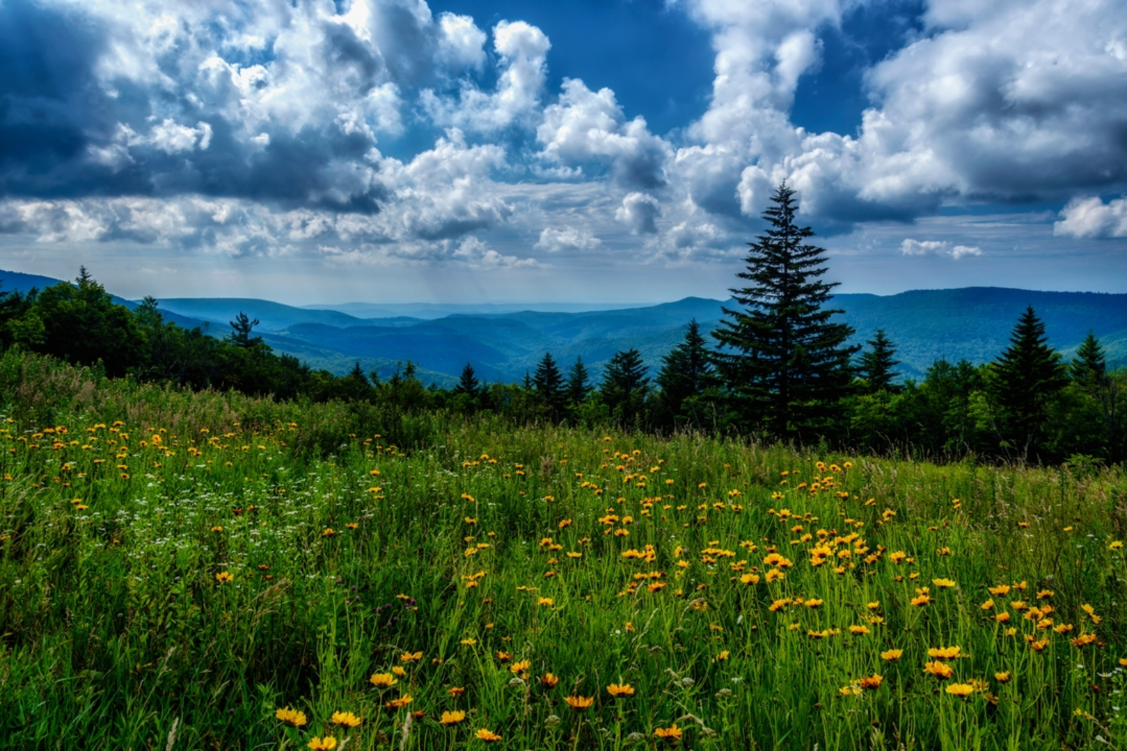 An image depicting the trail Black Mountain Trail - 412 and its surrounding area.