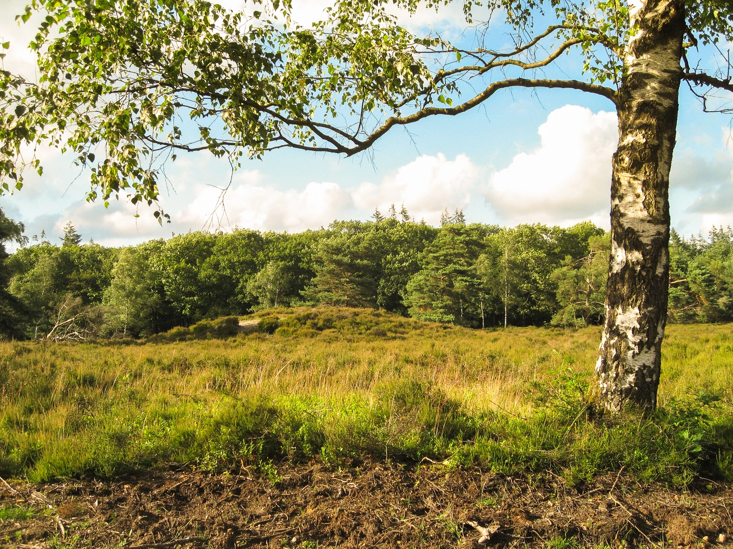 An image depicting the trail Render Klippen, Eperholt and De Hooge Heide Loop and its surrounding area.