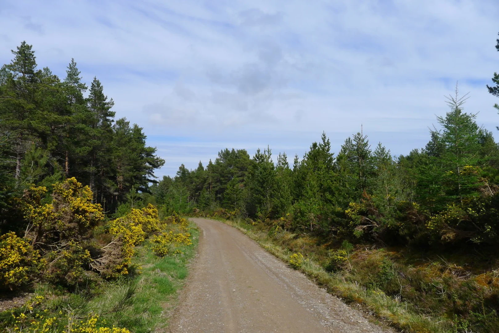 An image depicting the trail Pond Trail via Lamington Woods and its surrounding area.