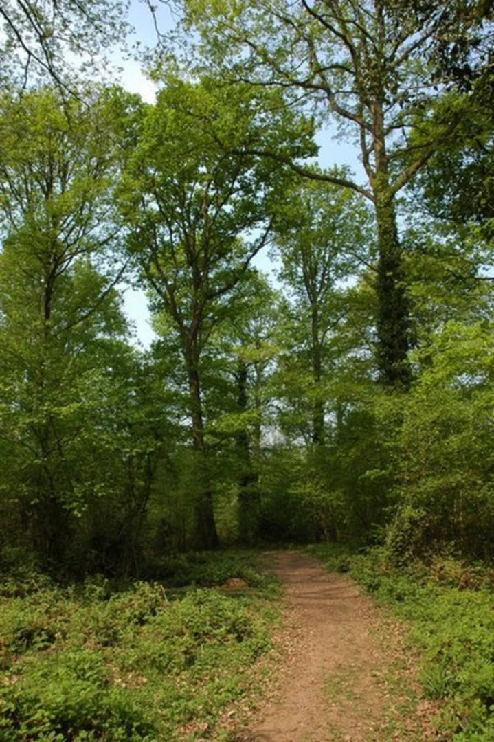 An image depicting the trail Allums Grove and Dymock Wood Loop and its surrounding area.