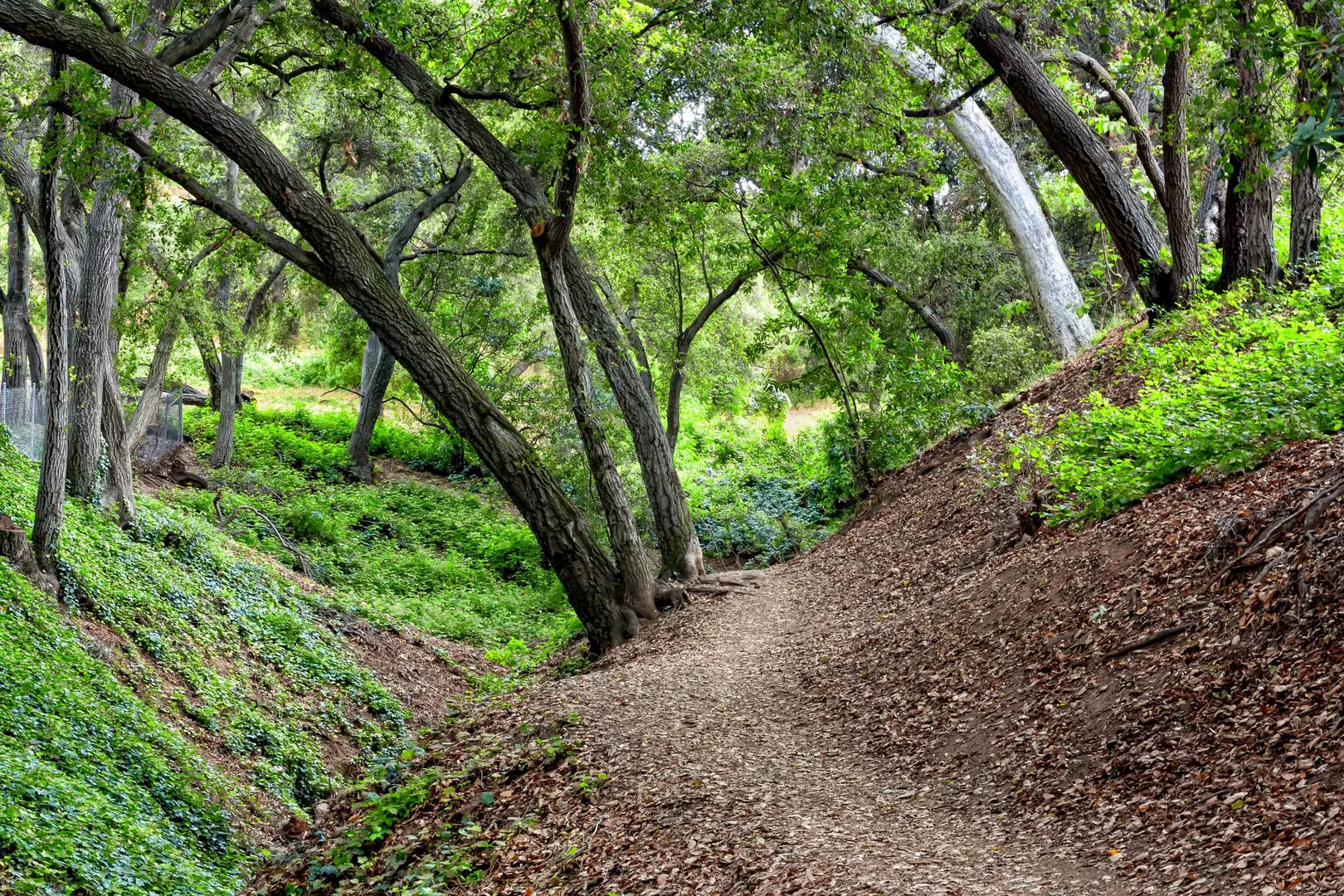 An image depicting the trail Descanso Lateral and its surrounding area.