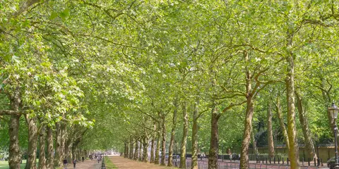 Queensway to Buckingham Palace