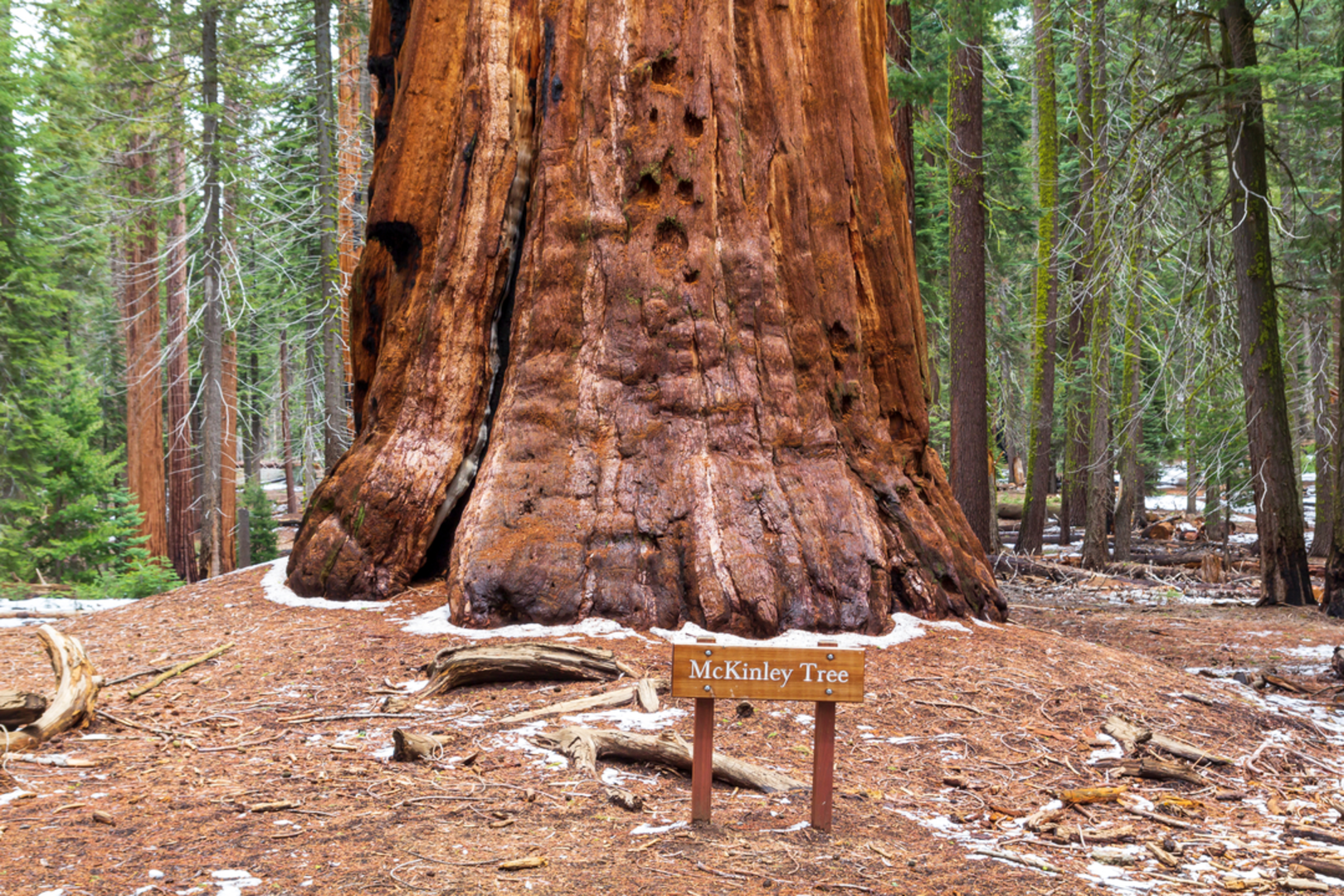 An image depicting the trail McKinley Grove of Giant Sequoias Trail and its surrounding area.
