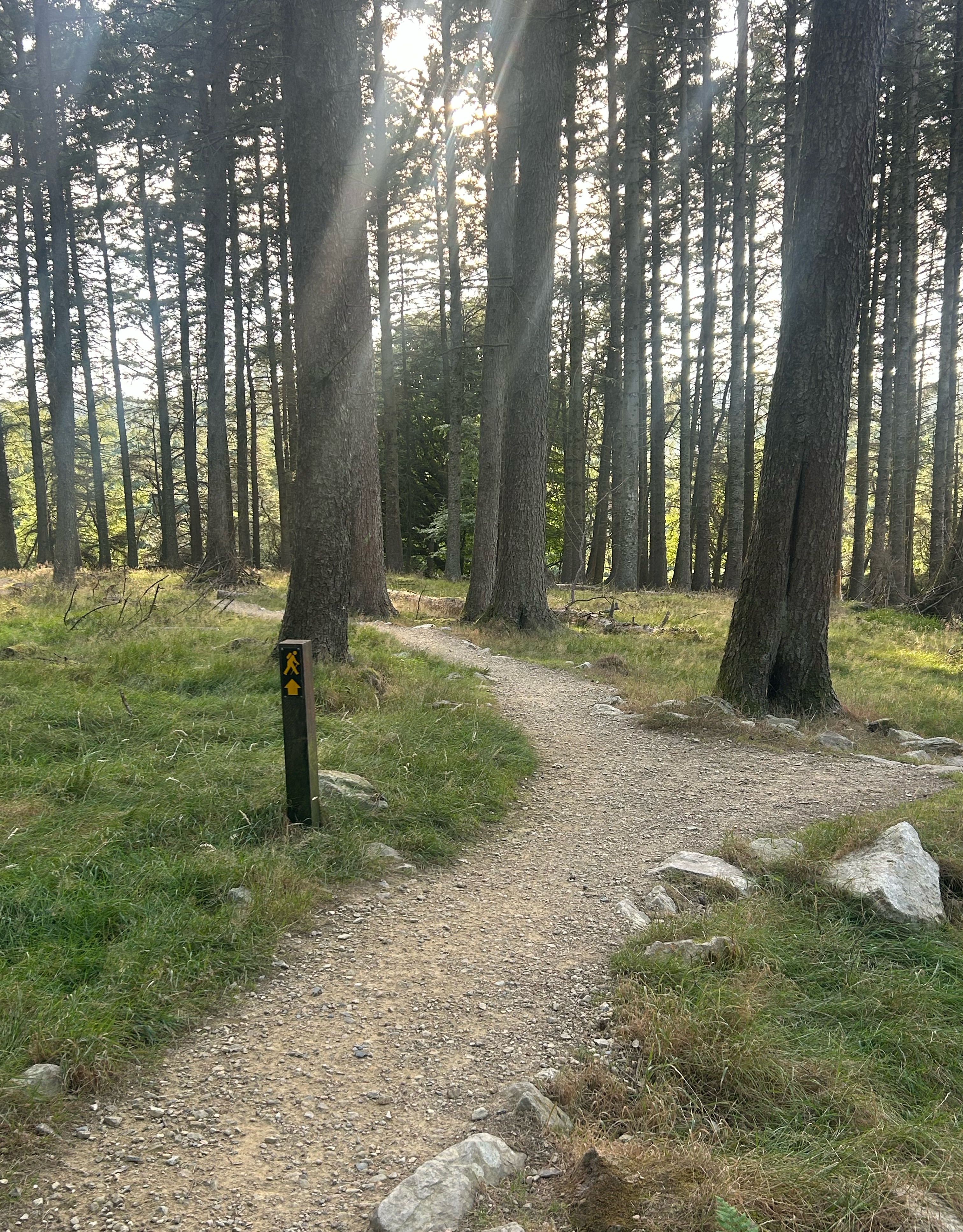 A map preview of the recording Cruagh Wood Loop.