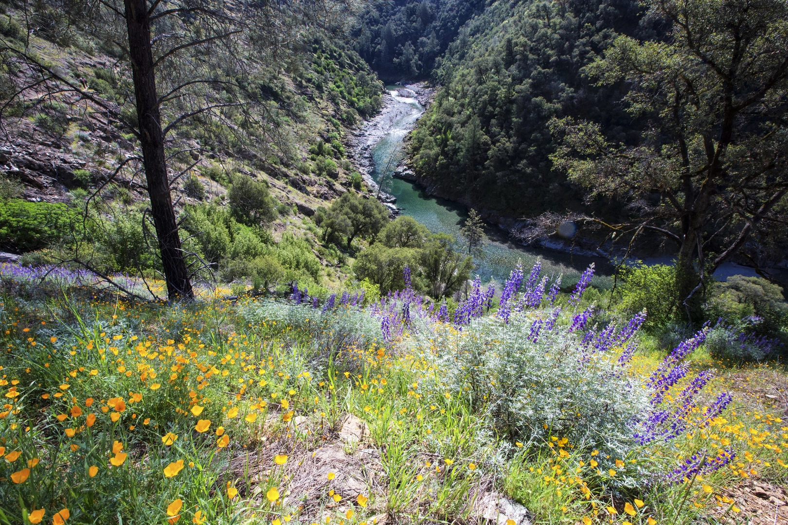 An image depicting the trail North Fork American River and its surrounding area.