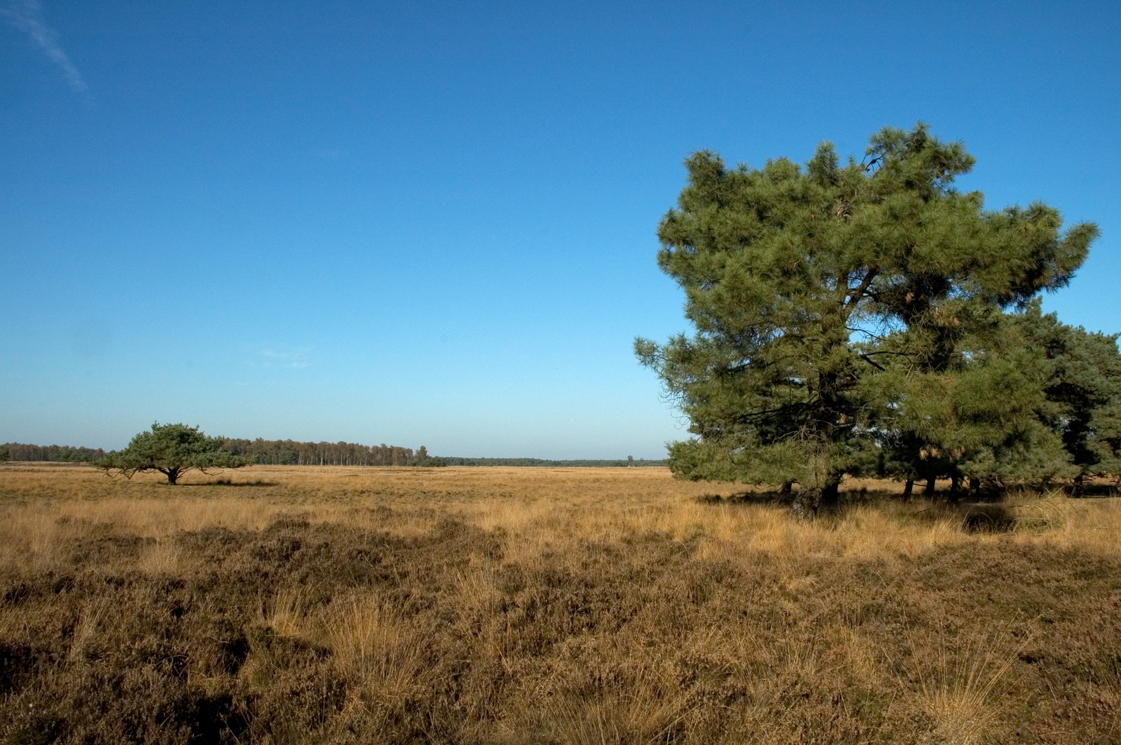An image depicting the trail Somerensche, Lieropsche and Strabrechtsche Heide Loop and its surrounding area.