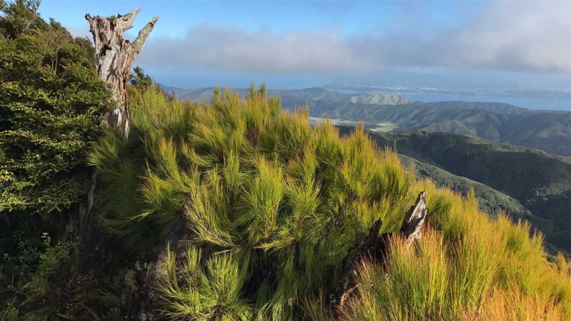 Clay Ridge Track | Lower Hutt City | New Zealand