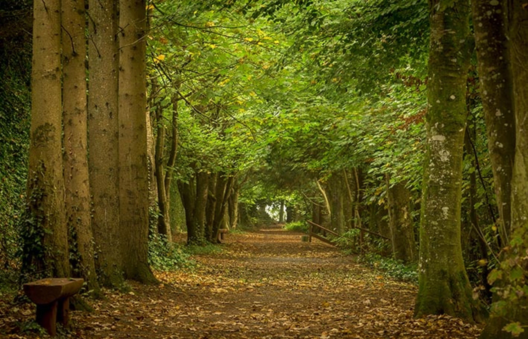 An image depicting the trail Jenkinstown Loop and its surrounding area.