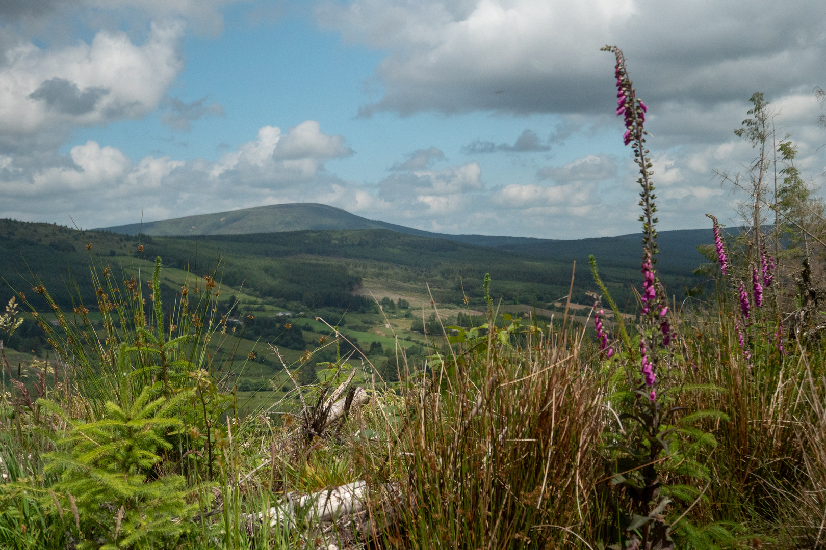 An image depicting the trail Slieve Felim Way and its surrounding area.