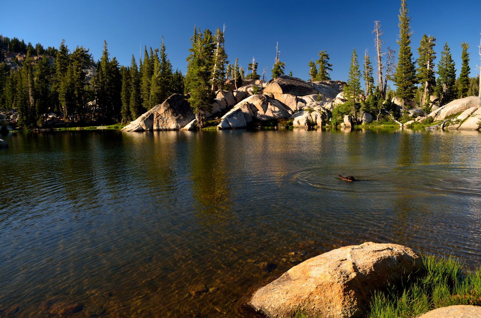 An image depicting the trail Chewing Gum Lake via Gianelli Trail and its surrounding area.