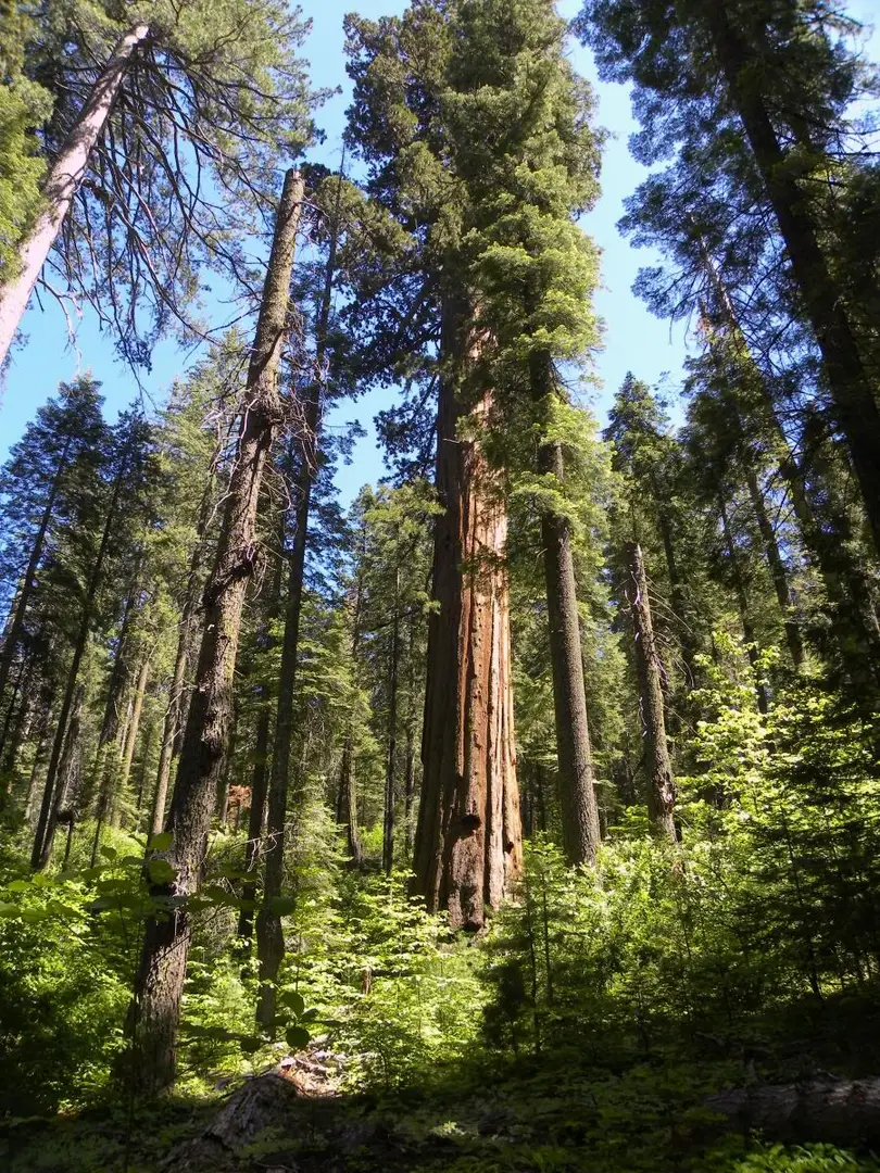 An image depicting the trail Repeater Hill via Forest Route and Big Trees Creek and its surrounding area.