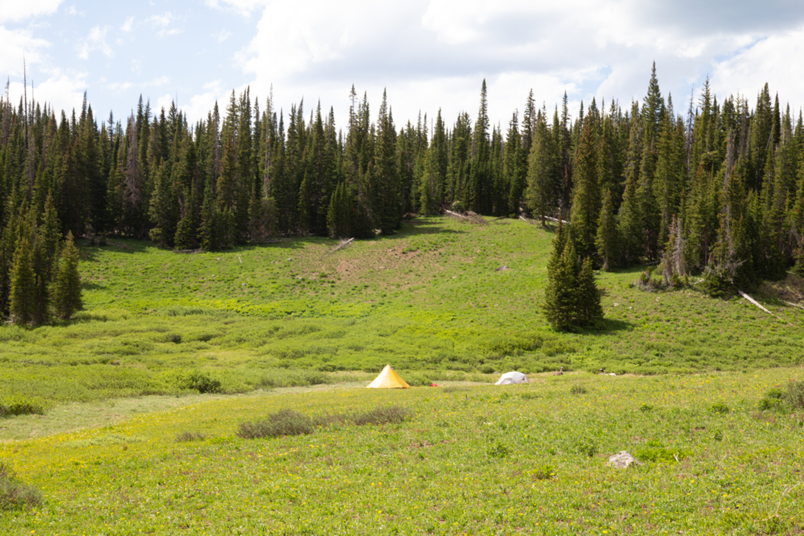 An image depicting the trail Lost Solar Trail via South Fork Trail and its surrounding area.